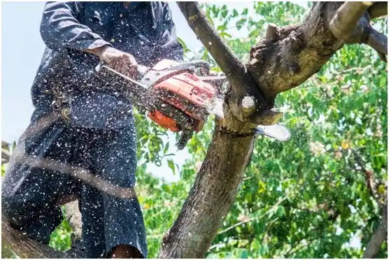 tree services Empire City